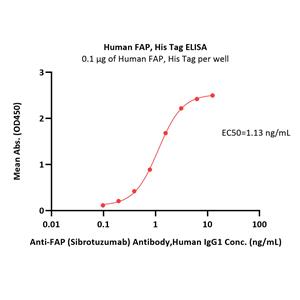 Human FAP Protein