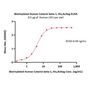 Catenin beta-1 Protein