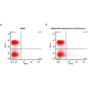 APC-Labeled Human CD19 (20-291) Protein