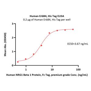 Human ErbB4 / Her4 Protein