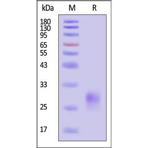 Human CD8 alpha / CD8A Protein
