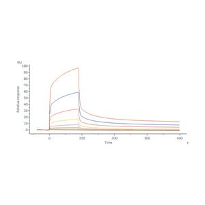 Human CA125 / MUC16 (13810-14451) Protein