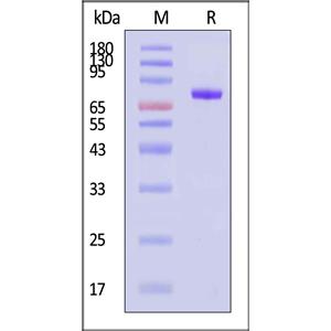 Human CD19 (20-291) Protein