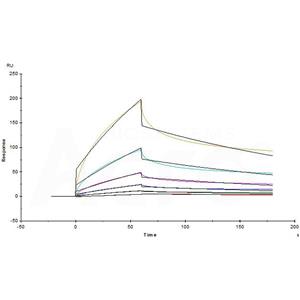Human LILRB4 / CD85k / ILT3 Protein