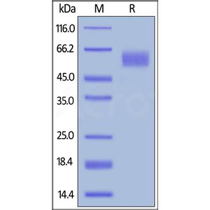 Human CD155 / PVR Protein