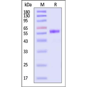 Human BAFF & APRIL Heterotrimer Protein