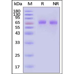Thrombopoietin / TPO Protein
