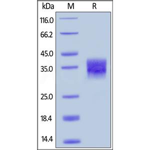 Mouse Fc gamma RIIB / CD32b Protein