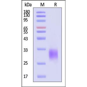 Human BTLA (31-150) Protein