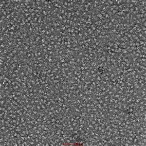 SARS-CoV-2 S protein