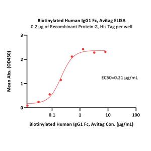 Biotinylated Human IgG1 Fc protein