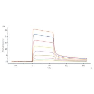 Human IgG1 Kappa Isotype Control