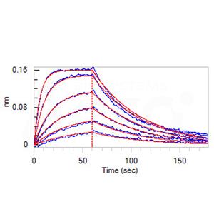 SARS-CoV-2 (COVID-19) S protein RBD