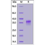 Human LILRB4 / CD85k / ILT3 Protein pictures