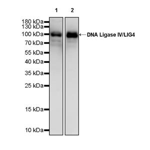 DNA Ligase IV/LIG4 Recombinant Rabbit mAb (S-2237-118)