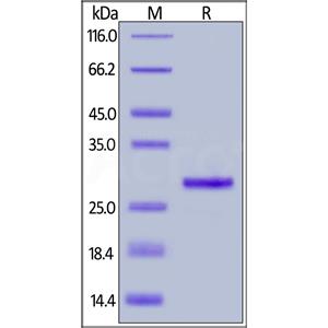 Recombinant Protein G, His Tag