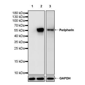 Peripherin Rabbit Polyclonal Antibody
