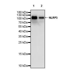 NLRP3 Recombinant Rabbit mAb (S-2613-140)