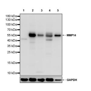 MMP14 Recombinant Rabbit mAb (S-2922-69)