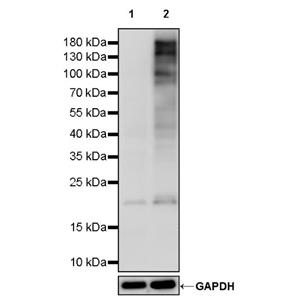 Phospho-Serine/Threonine Recombinant Mouse mAb (S-3496)