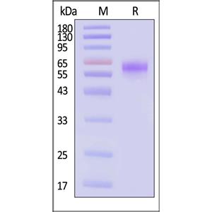 SARS-CoV-2 (COVID-19) Nucleocapsid protein