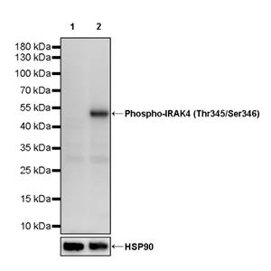 Phospho-IRAK4 (Thr345/Ser346) Recombinant Rabbit mAb (S-3288)