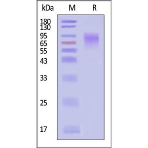 Nipah virus Glycoprotein G