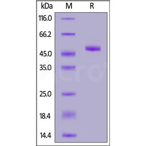 HRSV (A) Post-fusion glycoprotein F0