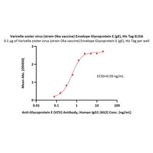 Varicella zoster virus Envelope Glycoprotein E (gE)