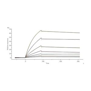 Human Carbonic Anhydrase IX / CA9 (38-414) Protein