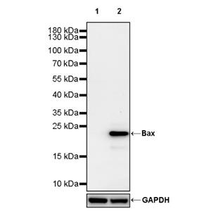 Bax Recombinant Rabbit mAb (S-2603-124)