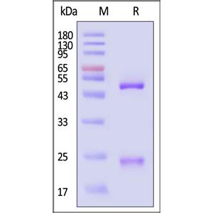Monoclonal Anti-Human-IgG-Fc Antibody