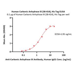 Human Carbonic Anhydrase IX / CA9 (38-414) Protein