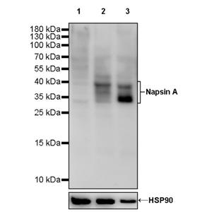 Napsin A Recombinant Rabbit mAb, PBS Only (SDT-2777-115)