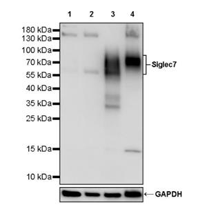 Siglec7 Recombinant Rabbit mAb (S-2116-168)