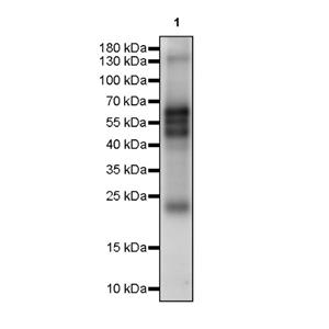 Methacryllysine Recombiant Mouse mAb (S-3455)