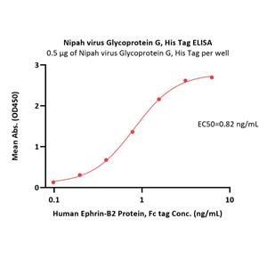 Nipah virus Glycoprotein G