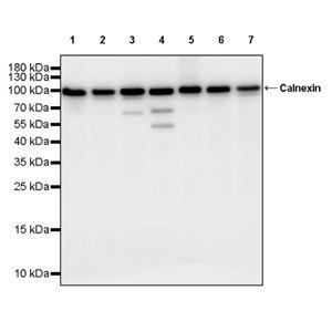 Calnexin Rabbit Polyclonal Antibody