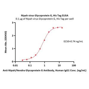 Nipah virus Glycoprotein G
