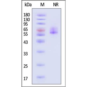 Varicella zoster virus Envelope Glycoprotein E (gE)