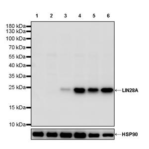 LIN28A Rabbit Polyclonal Antibody