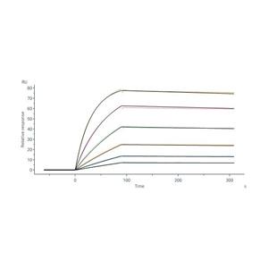 Nipah virus Glycoprotein G