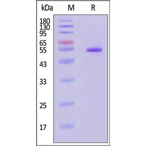 Rabies virus (strain CVS-11) Glycoprotein G
