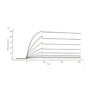 Biotinylated Human Carbonic Anhydrase IX / CA9 Protein