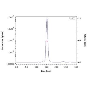 Nipah virus Glycoprotein G