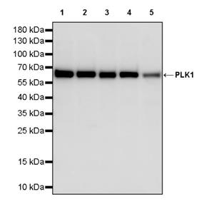 PLK1 Recombinant Rabbit mAb (S-2835-32)
