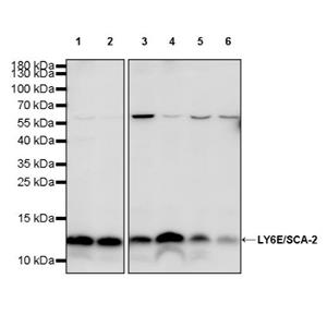 LY6E/SCA-2 Recombinant Rabbit mAb (S-2681-56)