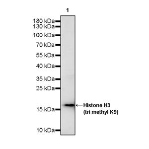 Histone H3 (tri methyl K9) Recombinant Rabbit mAb (S-3826)