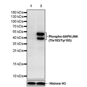 Phospho-SAPK/JNK (Thr183/Tyr185) Recombinant Rabbit mAb (S-3537)
