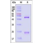 Monoclonal Anti-Human-IgG-Fc Antibody pictures